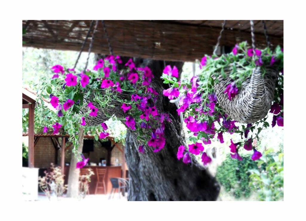 Aparthotel Aneton Chrysi Ammoudia Exteriér fotografie